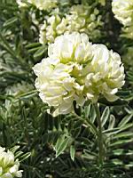 Anthyllis Barba-Jovis (fam. Papilionacees)(rg mediterraneennes) (04) (Photo F. Mrugala)